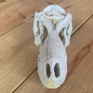 Dinosaur head decor